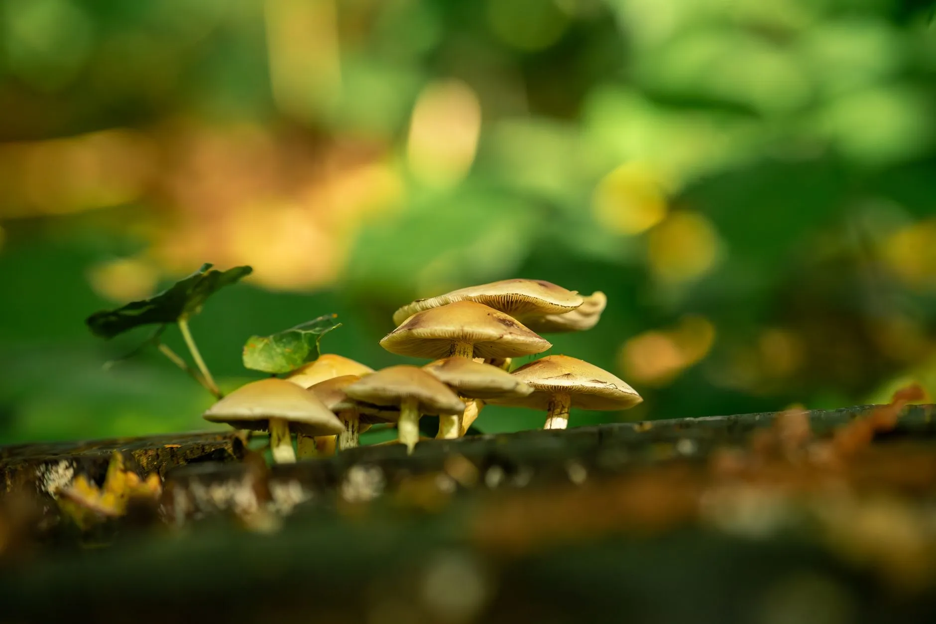 广州智点智能科技接近开关选型指南及技术参数详解
